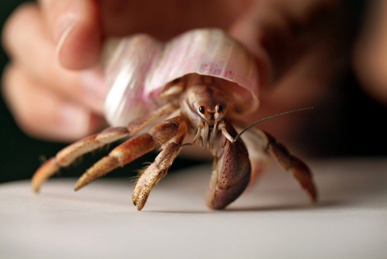 Hermit Crab Care Do's and Don'ts